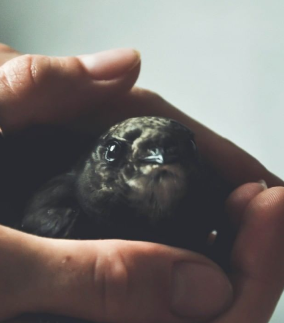 bird