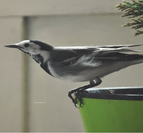 bird